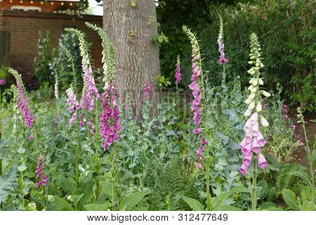 Common Foxgloves, Digitalis Purpurea, In An English Woodland Garden