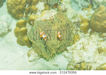 Anemo Fish With Coral Reef Snoekelling