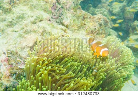 Anemo Fish With Coral Reef Snoekelling