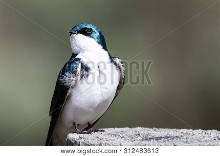 Spunky Little Tree Swallow Perched Atop A Weathered Wooden Post