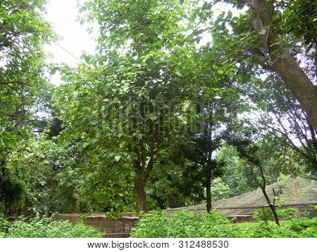 A Beautiful Scene Of  Green Plants And Trees With Various Colored Flowers In A Outdoor. It Is In The