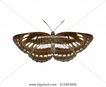 Image Of Common Plain Sailor Butterfly Isolated On White Background. Insect. Animals.
