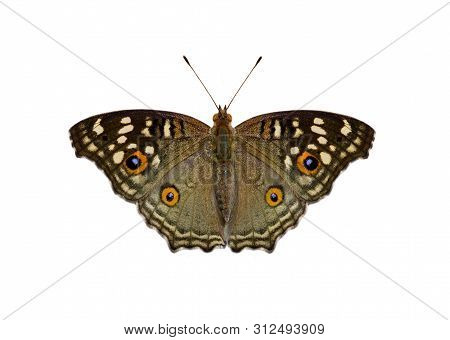 Image Of Lemon Pansy Butterfly (junonia Lemonias Lemonias)  Isolated On White Background. Insect. An