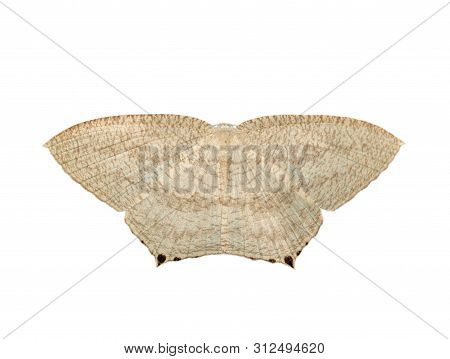 Image Of Pointed Flatwings Butterfly(micronia Aculeata) Isolated On White Background. Insect. Animal