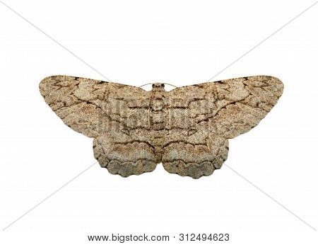 Image Of Brown Moth (nannoarctia Tripartita) Isolated On White Background. Insect. Animals.