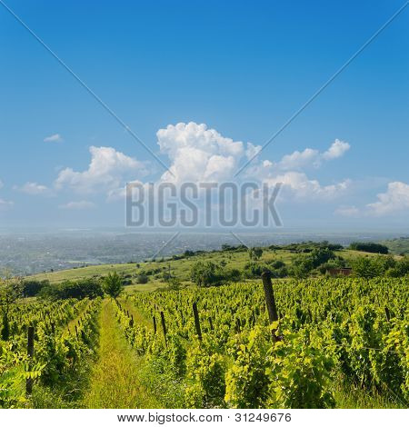 view to vineyard in Ukraine, Trans-carpathian region