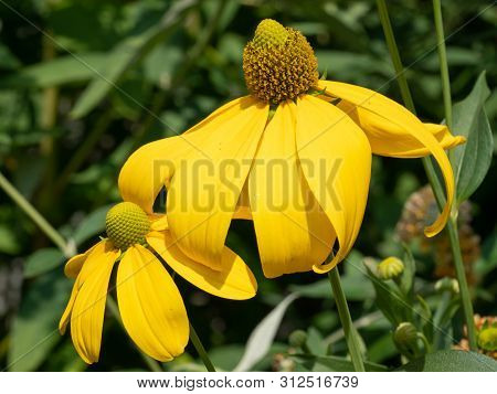 Shiny Coneflower (rudbeckia Nitida), Flowers Of Summer