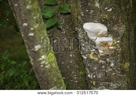 White Tinder Fungus Or Fomes Fomentarius Growing At Bark Of A Lime Tree