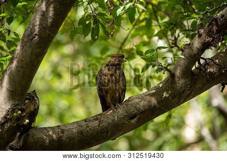 Crested Honey Buzzard Or Pernis Ptilorhynchus In A Beautiful Green Background Sitting On A Perch At 