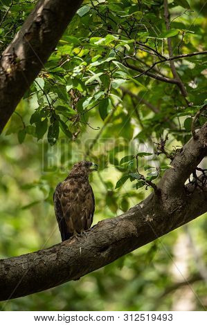 Crested Honey Buzzard Or Pernis Ptilorhynchus In A Beautiful Green Background Sitting On A Perch At 