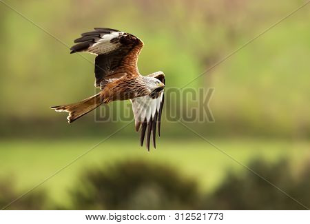 Close Up Of A Red Kite (milvus Milvus) In Flight In The Countryside, Uk.