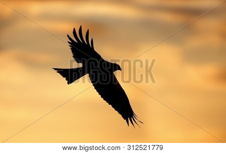 Silhouette Of A Red Kite (milvus Milvus) In Flight, Uk.