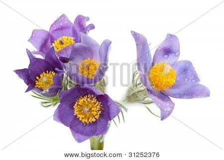 Pulsatilla pratensis