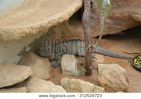 Lizard Named Common Chuckwalla In Desert Ambiance