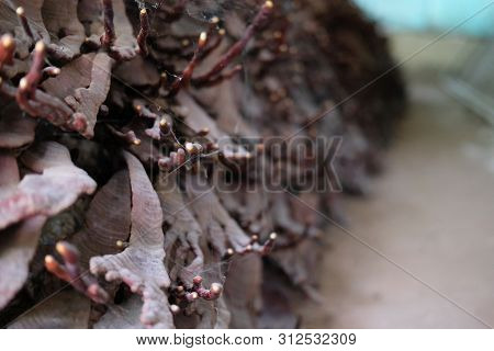 Lingzhi Mushroom Cultivated In Farm.