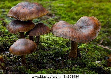 Funghi