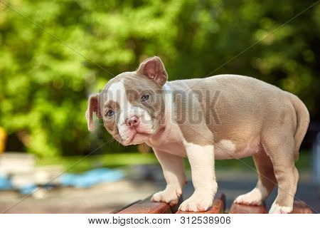 Cute Puppy American Bulli Sits On A Wooden Bench In Flowering Beautiful Multi-colored Trees In The S