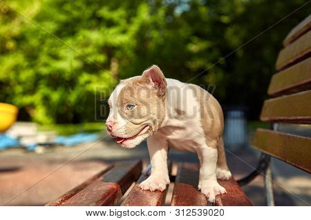 Cute Puppy American Bulli Sits On A Wooden Bench In Flowering Beautiful Multi-colored Trees In The S