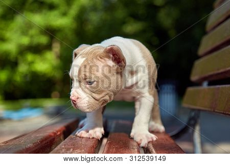 Cute Puppy American Bulli Sits On A Wooden Bench In Flowering Beautiful Multi-colored Trees In The S