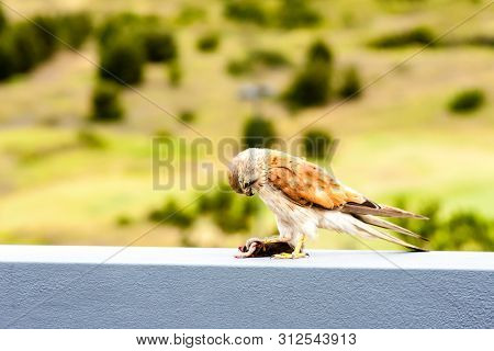 Australian Kestrel (nankeen Kestrel, Falco Cenchroides) Eating Mouse