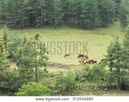 Cows Grazing In A Meadow In The Sierra Del Cadí, Pre-pyrenees Mountain In Catalonia, Provinde Of Lle
