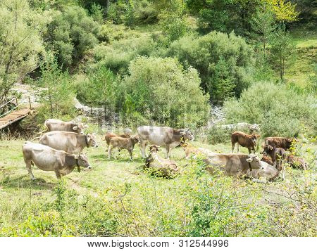 Cows Grazing In A Meadow In The Sierra Del Cadí, Pre-pyrenees Mountain In Catalonia, Provinde Of Lle