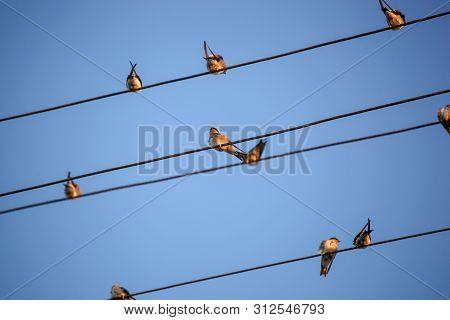 The Swallows, Martins And Saw-wings, Or Hirundinidae, Are A Family Of Passerine Birds Found Around T