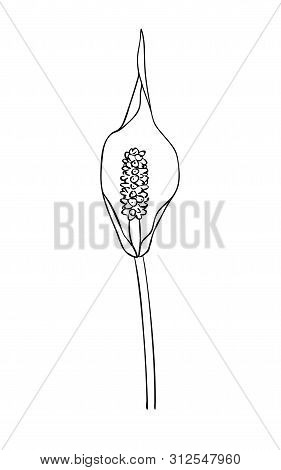 Vector Illustration, Isolated Spathiphyllum Wallisii Flower In Black And White Colors, Outline Hand 