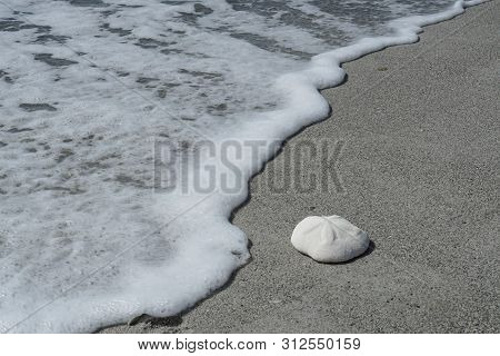 A White Sea Biscuit On The Beach Near The Seafoam From The Ocean.