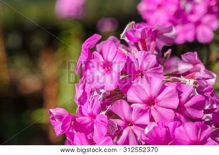 Pink Hortensia Flower. Flower In Garden At Sunny Summer Or Spring Day. Flower For Postcard Beauty De