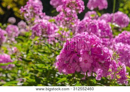 Pink Hortensia Flower. Flower In Garden At Sunny Summer Or Spring Day. Flower For Postcard Beauty De