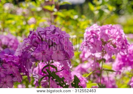 Pink Hortensia Flower. Flower In Garden At Sunny Summer Or Spring Day. Flower For Postcard Beauty De