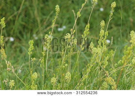 Reseda Lutea, The Yellow Mignonette Or Wild Mignonette Flower