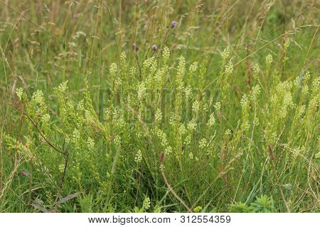 Reseda Lutea, The Yellow Mignonette Or Wild Mignonette Flower