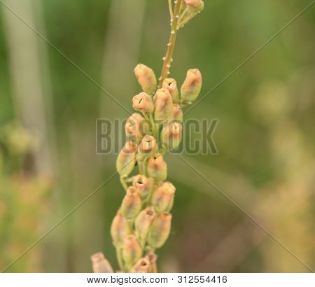 Reseda Lutea, The Yellow Mignonette Or Wild Mignonette Flower