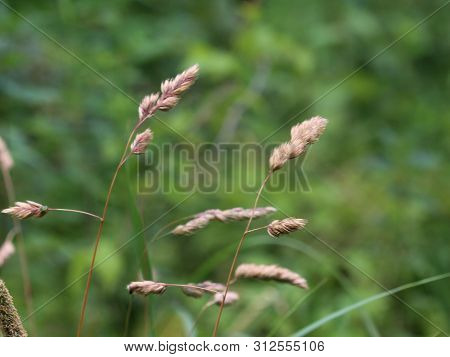 Dactylis Glomerata, Also Known As Cock's-foot, Orchard Grass, Or Cat Grass