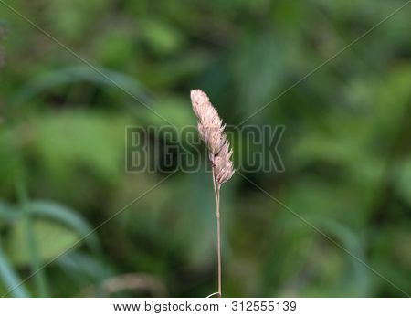 Dactylis Glomerata, Also Known As Cock's-foot, Orchard Grass, Or Cat Grass