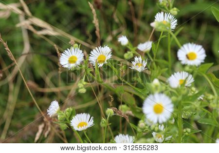 Erigeron Annuus, Annual Fleabane, Daisy Fleabane, Or Eastern Daisy Fleabane