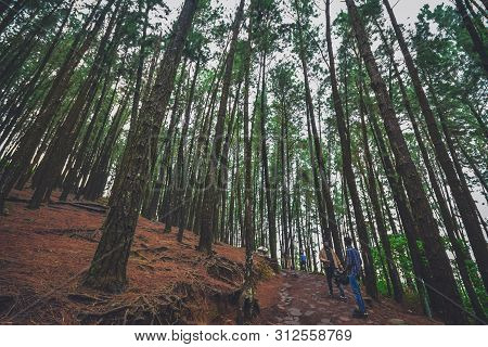 Pine Forest In Vagamon Hills Is One Of The Best Tourist Place In Kerala