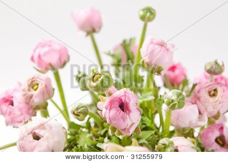 Ranuncolo rosa
