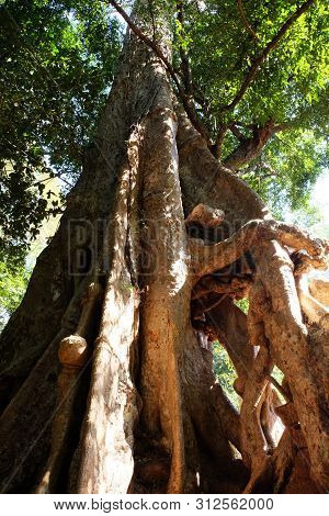 The Lower Part Of The Tree Trunk With Huge, Monstrous Roots. The Trunk Of A Huge Tropical Tree.