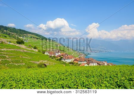 Stunning View Of Picturesque Village Rivaz In Lavaux Wine Region, Switzerland. Green Terraced Vineya