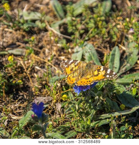 The Brown-orange Butterfly Brenthis Daphne Sits On A Hyssop Flower On A Bright Sunny Day. Top View