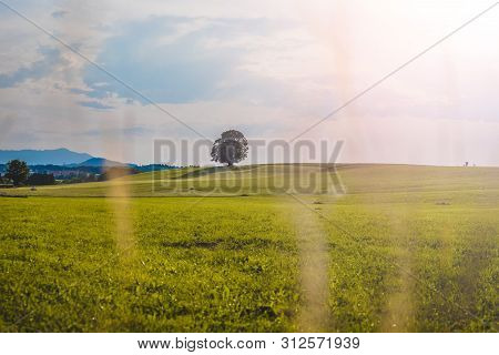 Idyllic Landscape Scenery In Summer: Tree And Green Meadow, Blue Sky