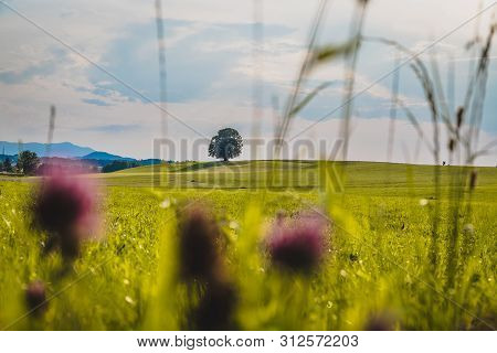 Idyllic Landscape Scenery In Summer: Tree And Green Meadow, Blue Sky