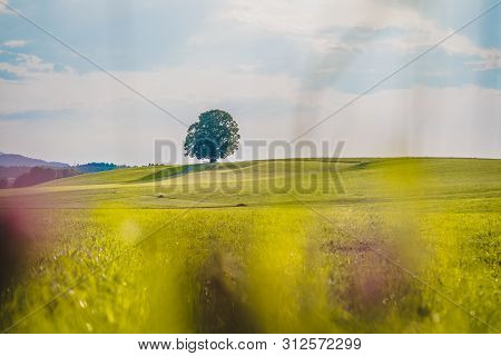 Idyllic Landscape Scenery In Summer: Tree And Green Meadow, Blue Sky