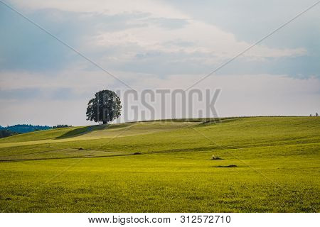 Idyllic Landscape Scenery In Summer: Tree And Green Meadow, Blue Sky