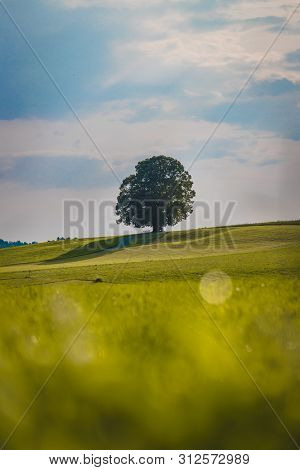 Idyllic Landscape Scenery In Summer: Tree And Green Meadow, Blue Sky