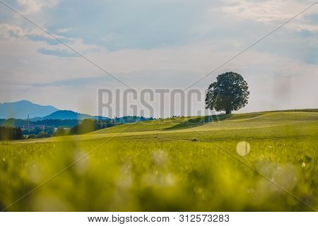 Idyllic Landscape Scenery In Summer: Tree And Green Meadow, Blue Sky