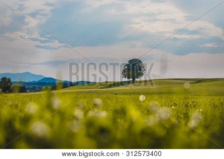 Idyllic Landscape Scenery In Summer: Tree And Green Meadow, Blue Sky